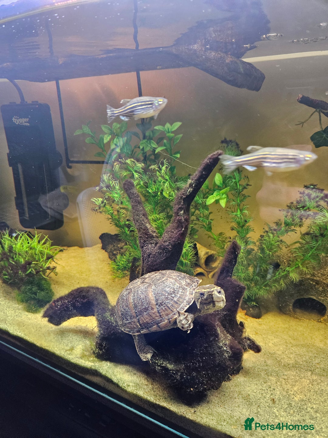 Terrapin reptiles for sale: Musk turtle for sale - Image 1