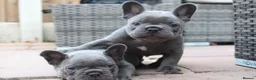 French Bulldog dogs for sale: French bulldog frenchies pups - Advert 2