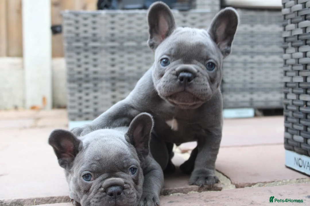 French Bulldog dogs for sale: French bulldog frenchies pups - Advert 2