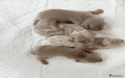 Miniature Dachshund dogs for sale: Miniature Dachshund puppy’s  - Image 1