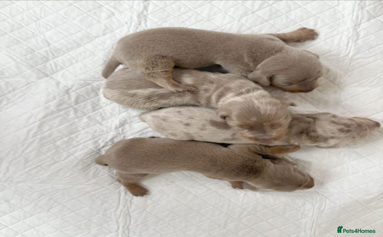 Miniature Dachshund dogs - Advert 2
