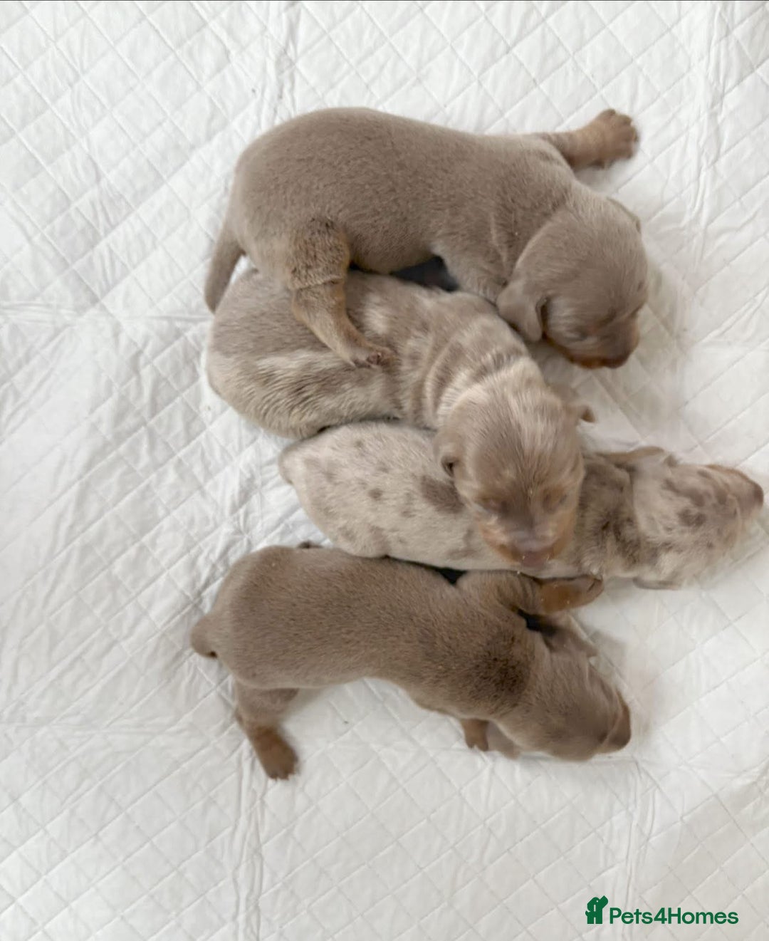 Miniature Dachshund dogs for sale: Miniature Dachshund puppy’s  - Image 1