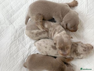 Miniature Dachshund dogs for sale: Miniature Dachshund puppy’s - Advert 1