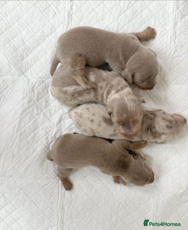 Miniature Dachshund dogs Miniature Dachshund puppy’s - Advert 7