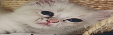 Ragdoll 