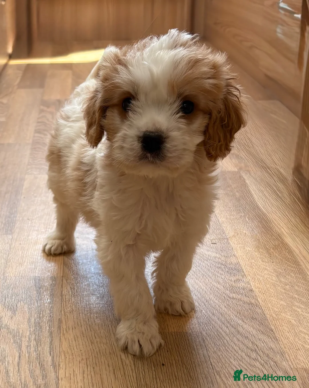Cavapoo dogs for sale: F1b Cavapoo pupppies… - Advert 1