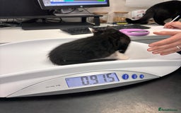 British Shorthair cats for sale: 3 adorable 11 weeks old kittens  - Advert 7