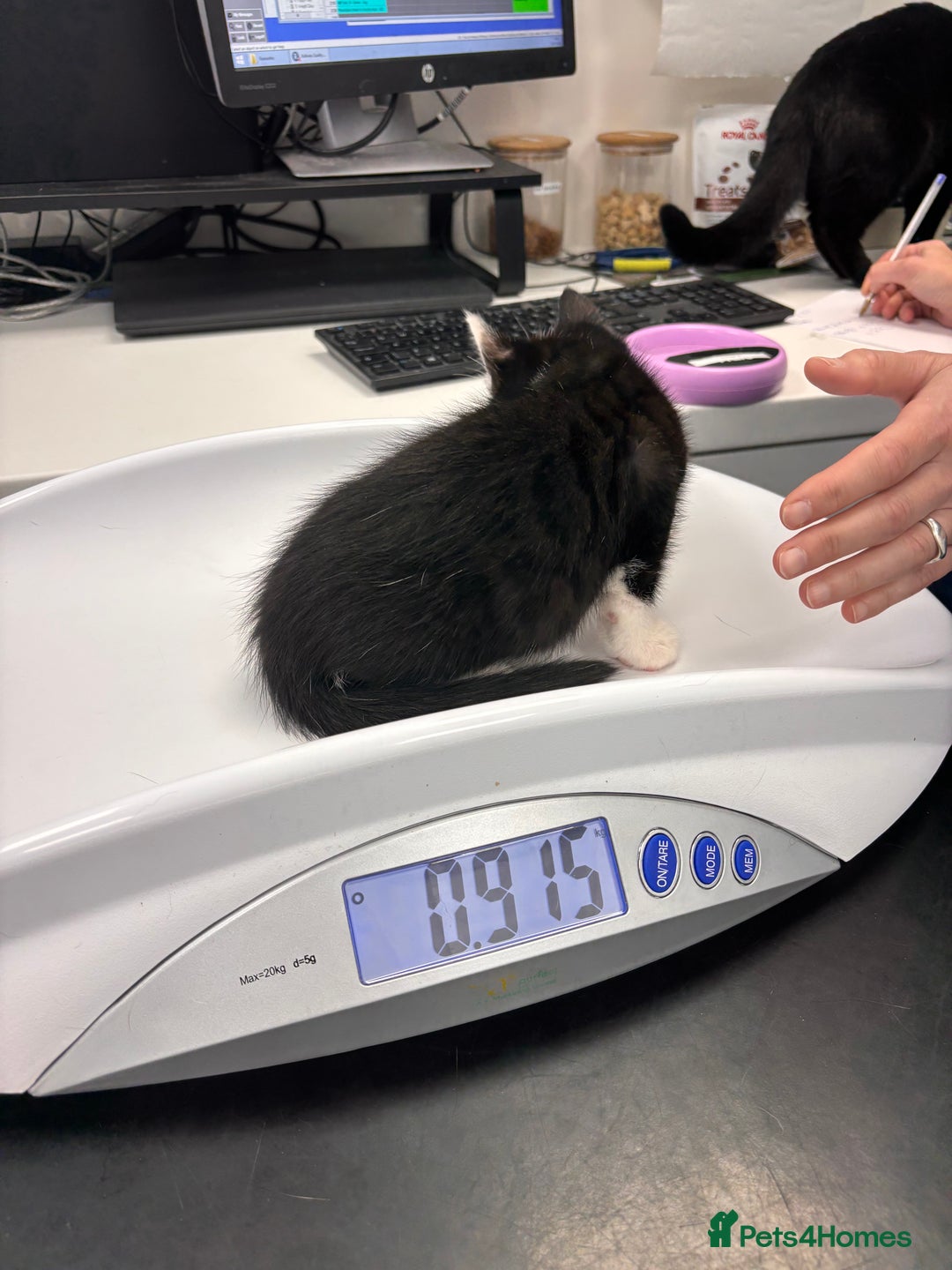 British Shorthair cats for sale: 3 adorable 11 weeks old kittens  - Advert 7