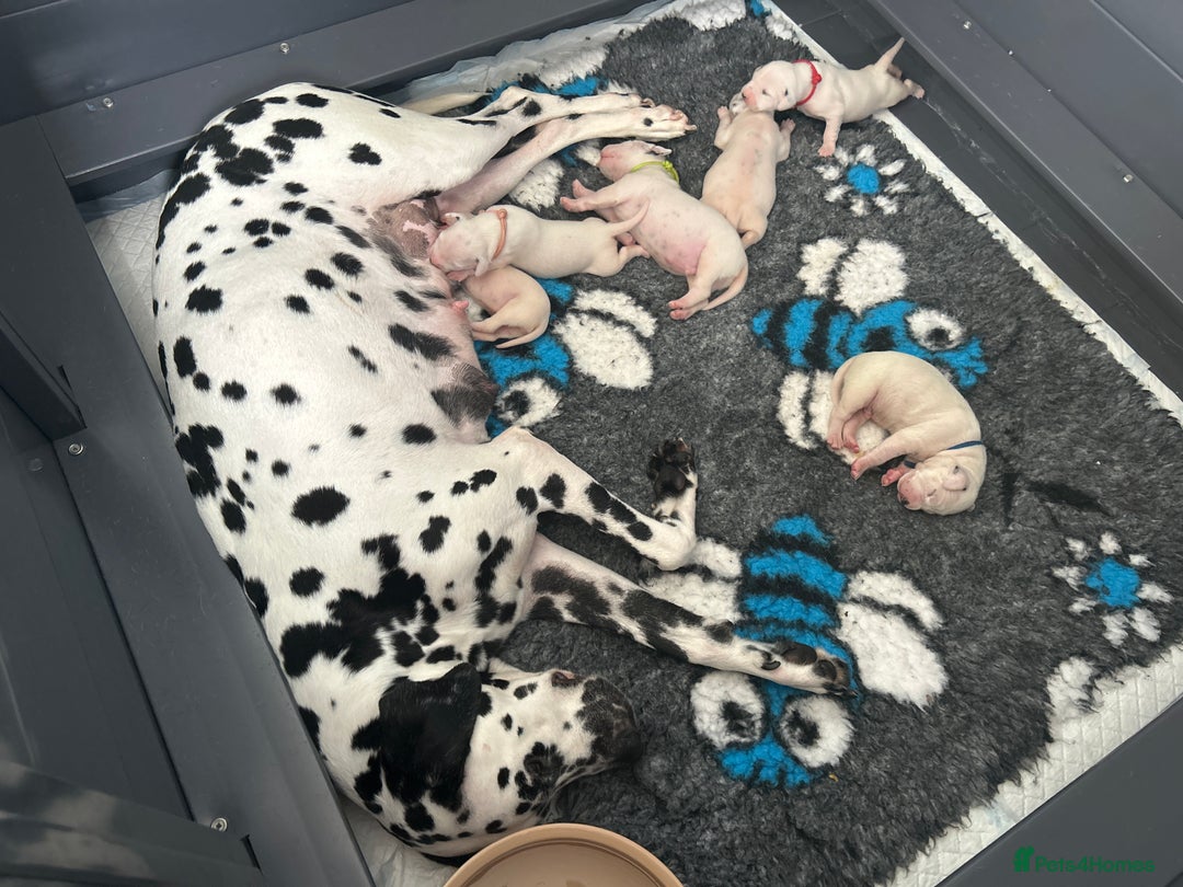 Dalmatian dogs for sale: One gorgeous KC registered Dalmatian puppy - Image 11