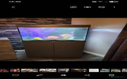 Fancy Goldfish fish for sale: Jewel fish tank and tropical fish  - Image 2