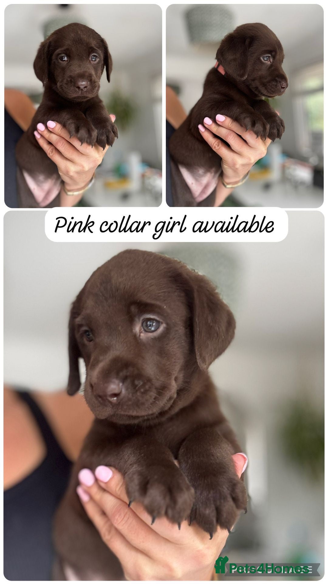 Labrador Retriever dogs Chocolate Labrador puppies KC health tested  - Advert 2