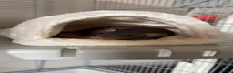 Rat rodents for sale: 2 female rats and cage for sale  in Gosport - Advert 4