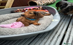 Dachshund dogs for sale: KC Registered Quality Mini Dachshunds long hair  - Image 11