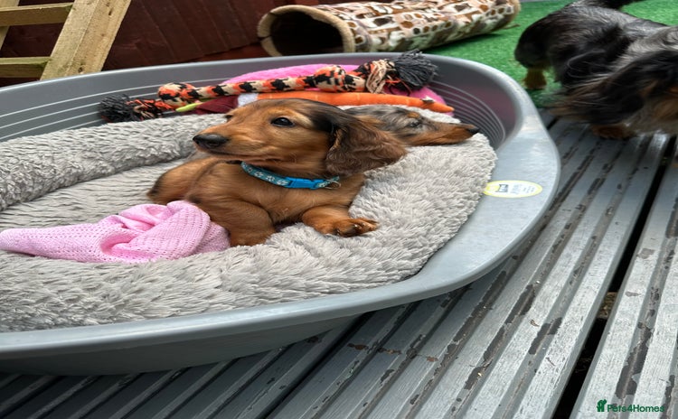 Dachshund dogs - Advert 1