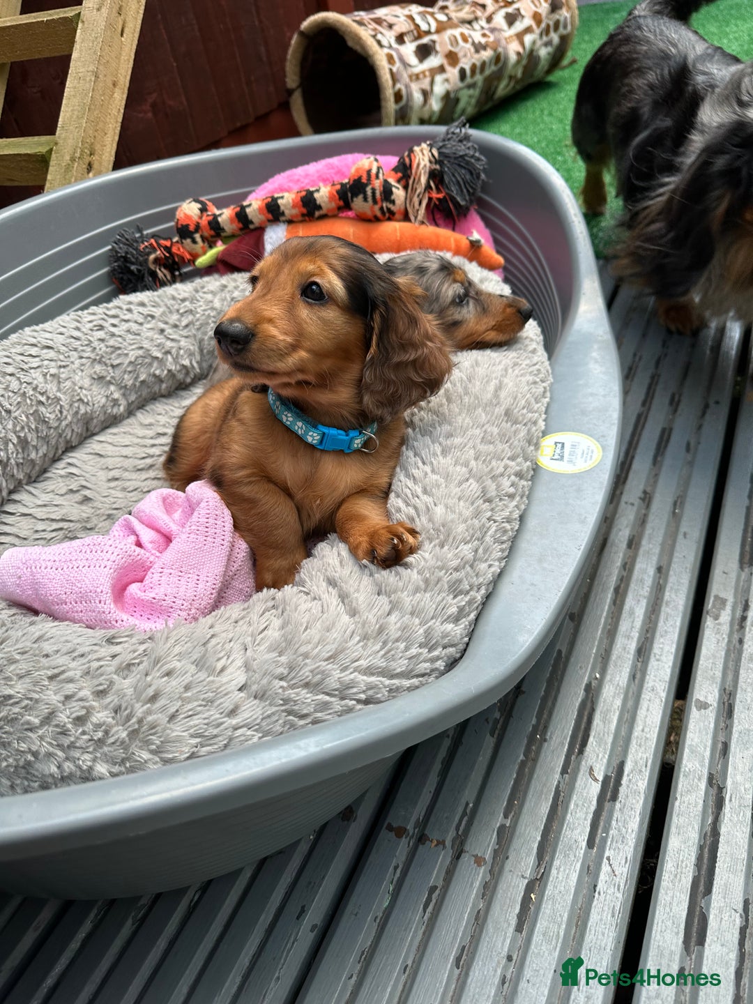 Dachshund dogs for sale: KC Registered Quality Mini Dachshunds long hair  - Image 11