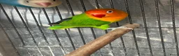 Lovebirds birds for sale: Lovebirds  - Advert 28