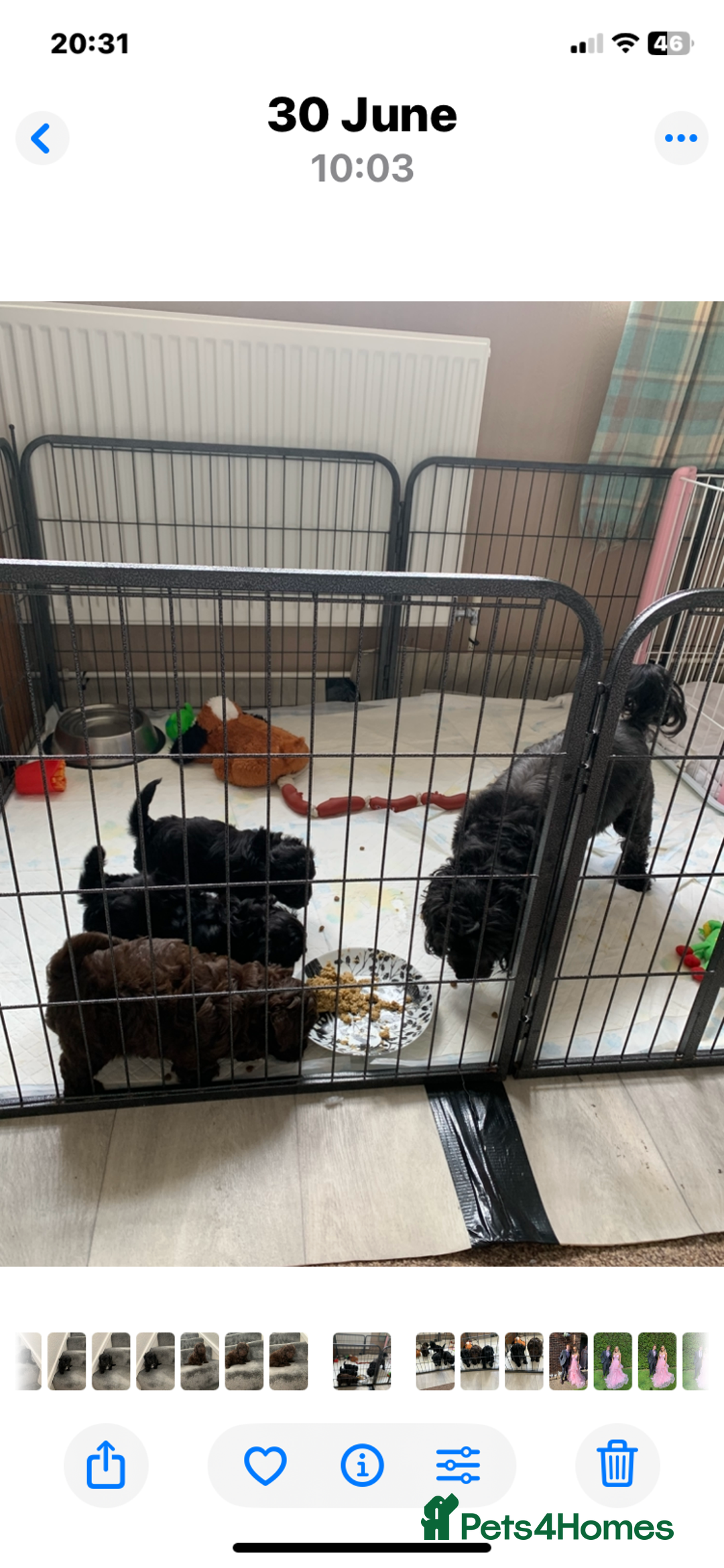 Shihpoo dogs for sale: Health tested shihpoo x toy poodle pups  - Image 11