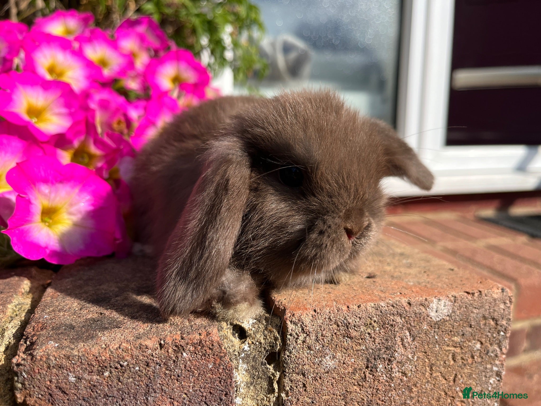Mini Lop rabbits *Last Choc female mini lop* RTL now - Advert 1