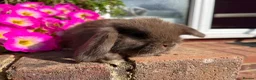 Mini Lop rabbits for sale: 6 mini lop babies RTL 10th September - Advert 22