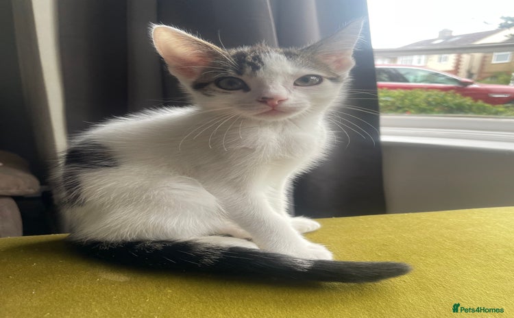 Domestic Shorthair cats for sale - Advert 2