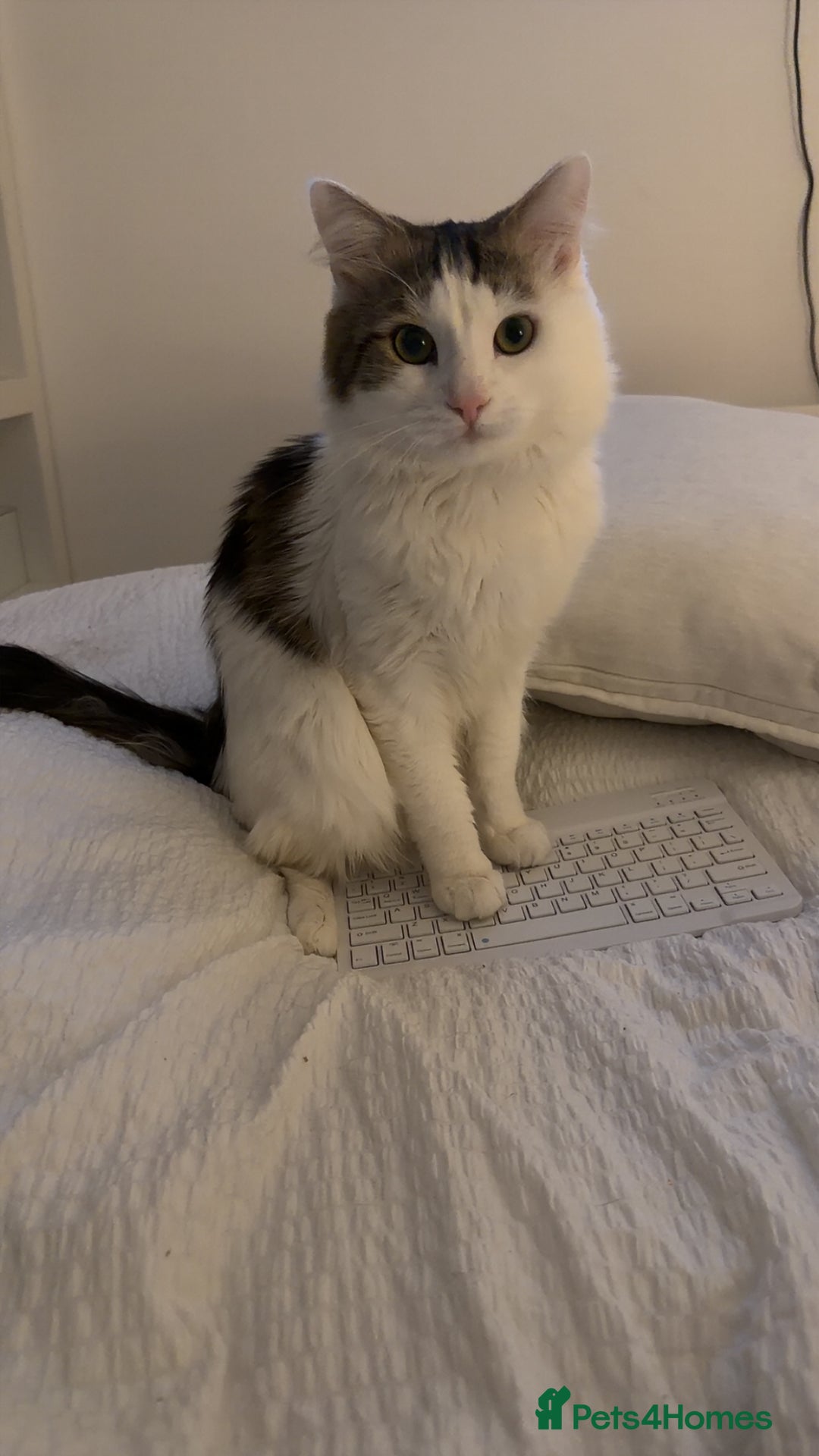 Mixed Breed cats for sale: Luna and Franky  - Advert 6