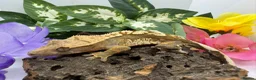 Gecko reptiles for sale: Crested gecko collection for sale  - Advert 6