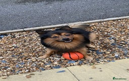 German Spitz dogs for stud: Free stud on conditions mentioned in description:) - Advert 10