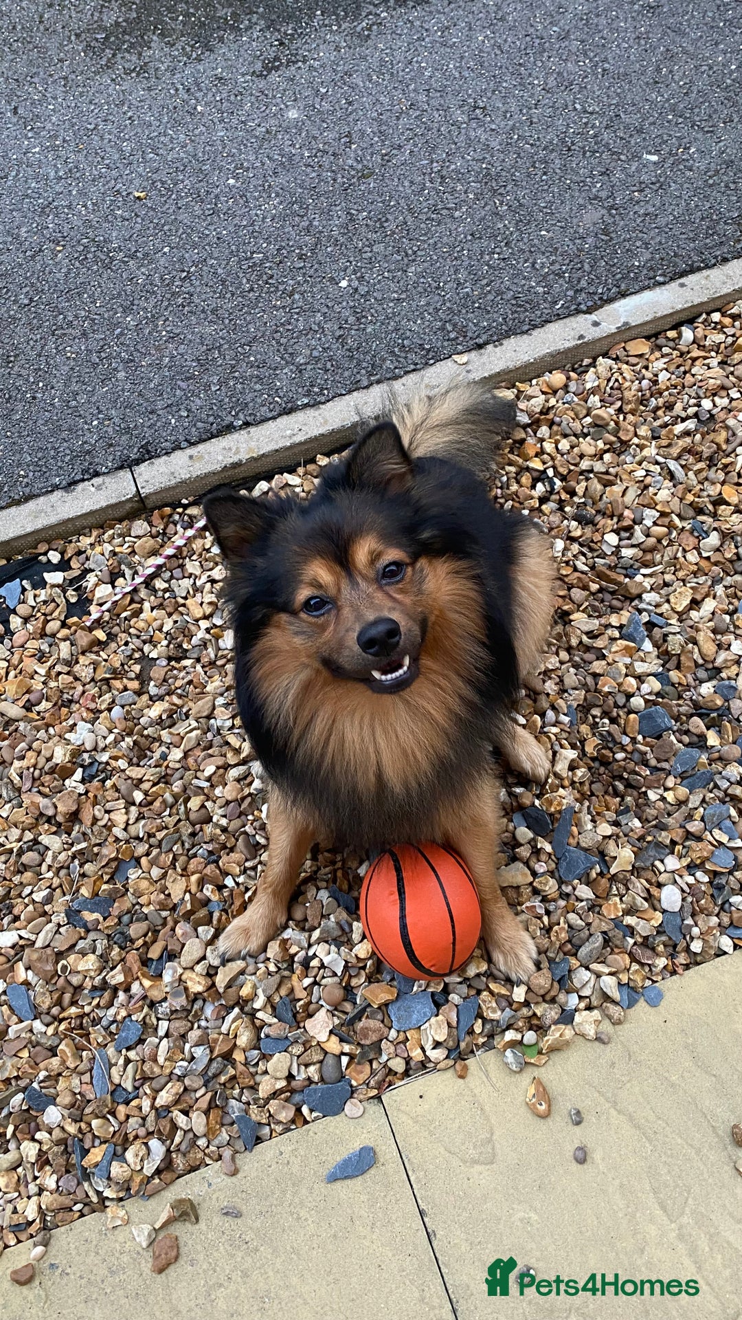 German Spitz dogs for stud: Free stud on conditions mentioned in description:) - Advert 10