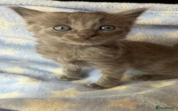 Ragdoll cats for sale: Stunning Ragdoll kittens super affectionate  - Image 9