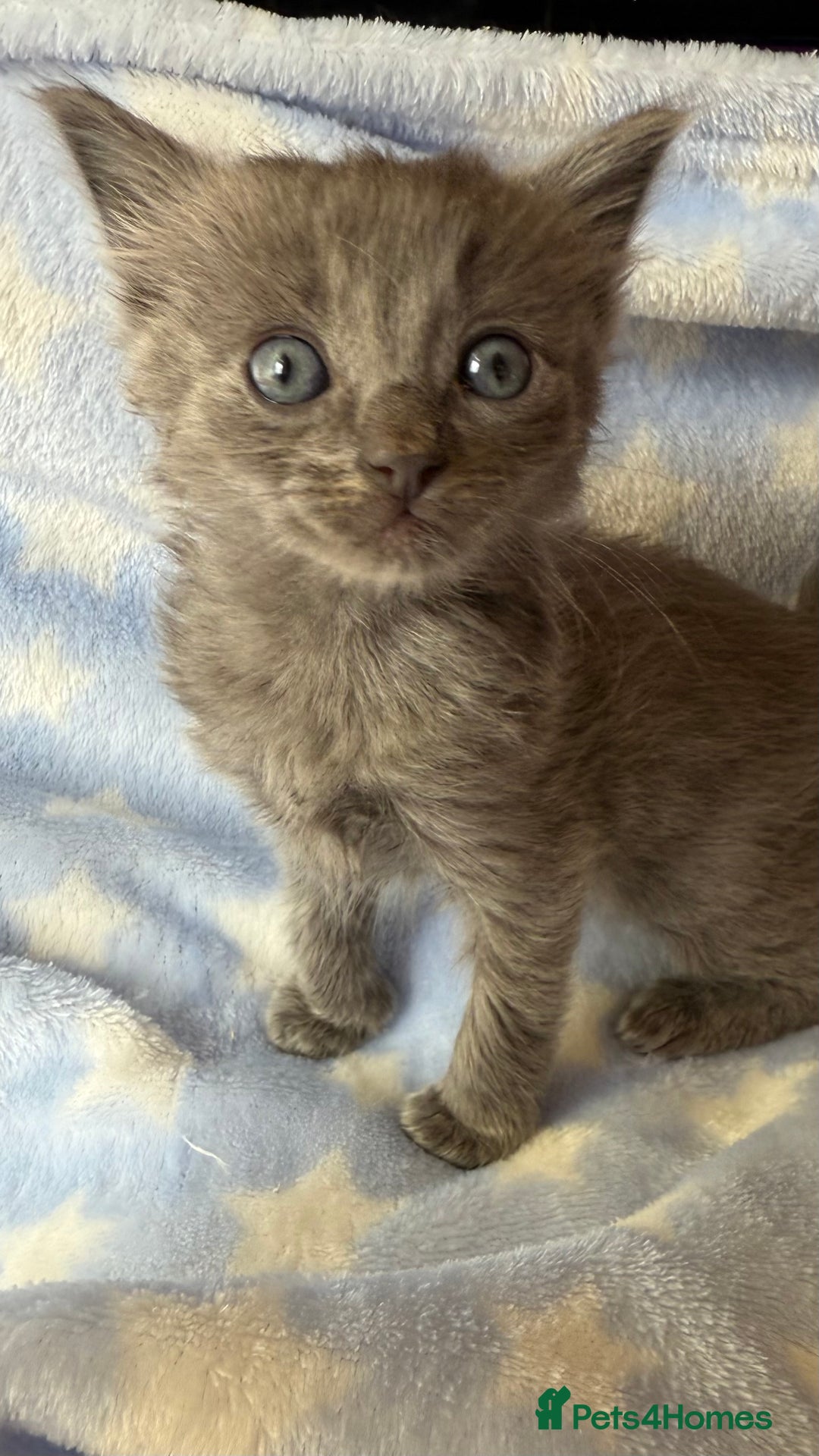 Ragdoll cats for sale: Stunning Ragdoll kittens super affectionate  - Image 9