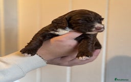 Mixed Breed dogs for sale: Labradoodle X Cocker Spaniel - Image 9