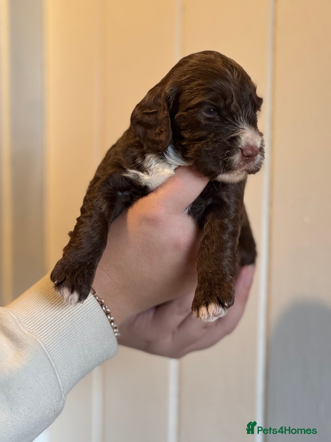 Mixed Breed dogs for sale: Labradoodle X Cocker Spaniel - Image 9