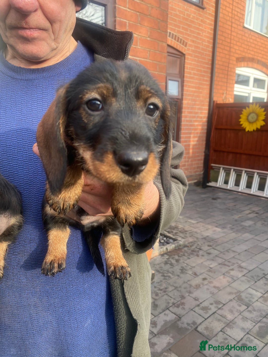 Dachshund dogs for sale: Daschund/Tekkel wired coated  - Advert 3
