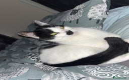 Domestic Shorthair cats for sale: Male Cat - Image 2