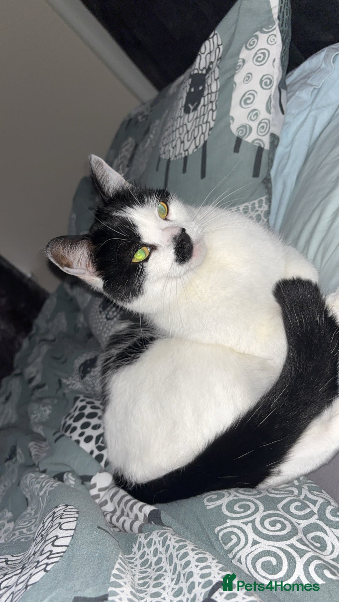 Domestic Shorthair cats for sale: Male Cat - Image 2