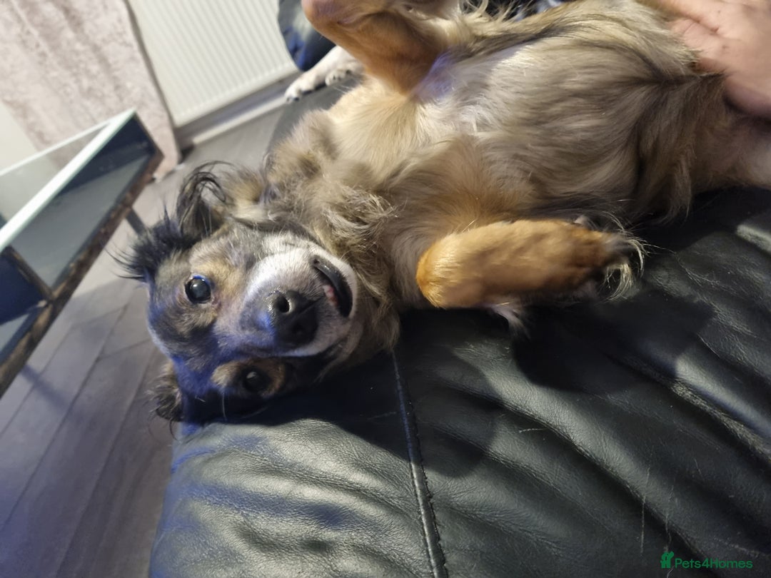 Mixed Breed dogs for sale: Collie x whippet - Image 1