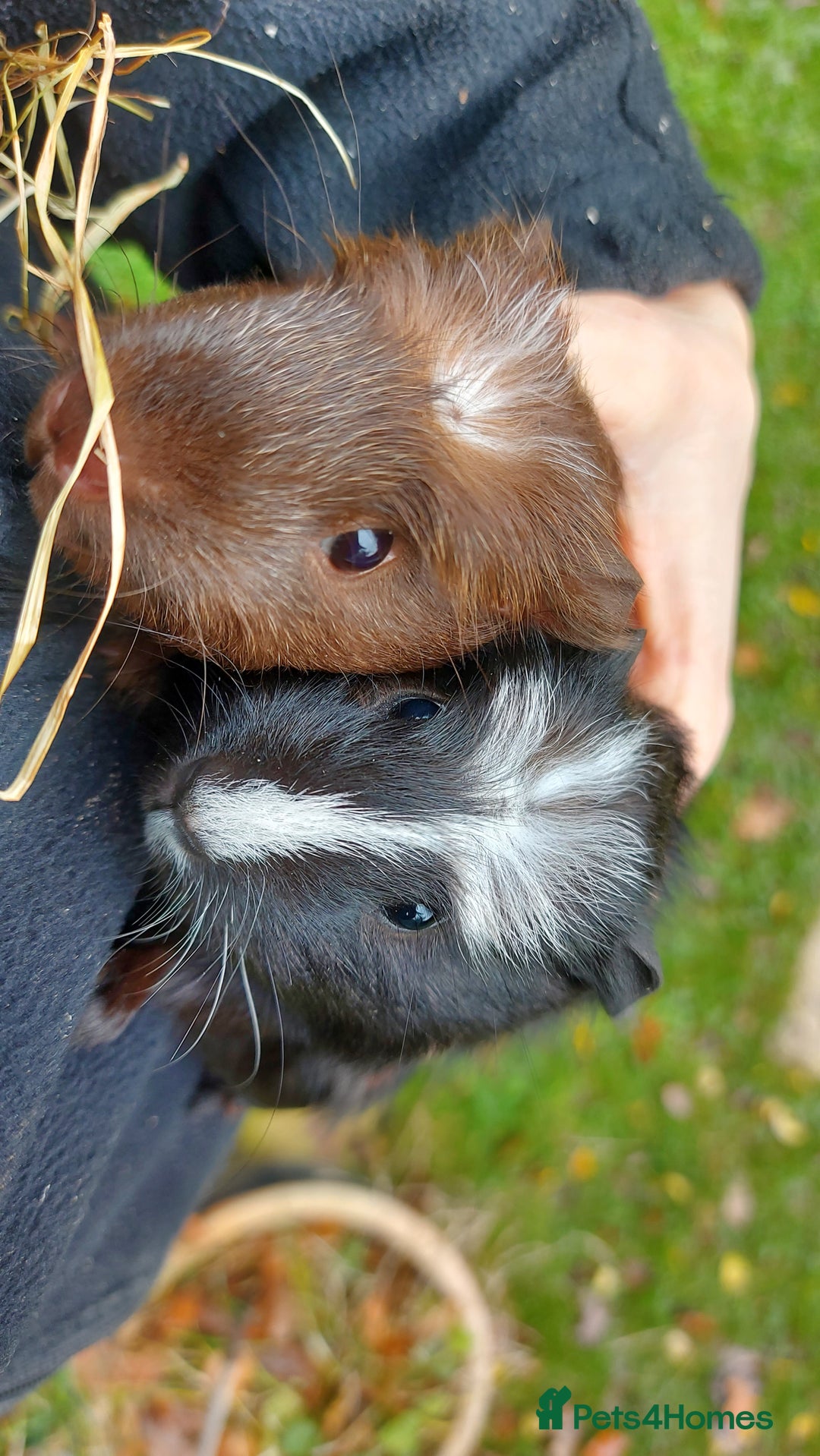 Guinea Pig rodents for sale: Beautiful baby Guinea Pigs - Advert 6