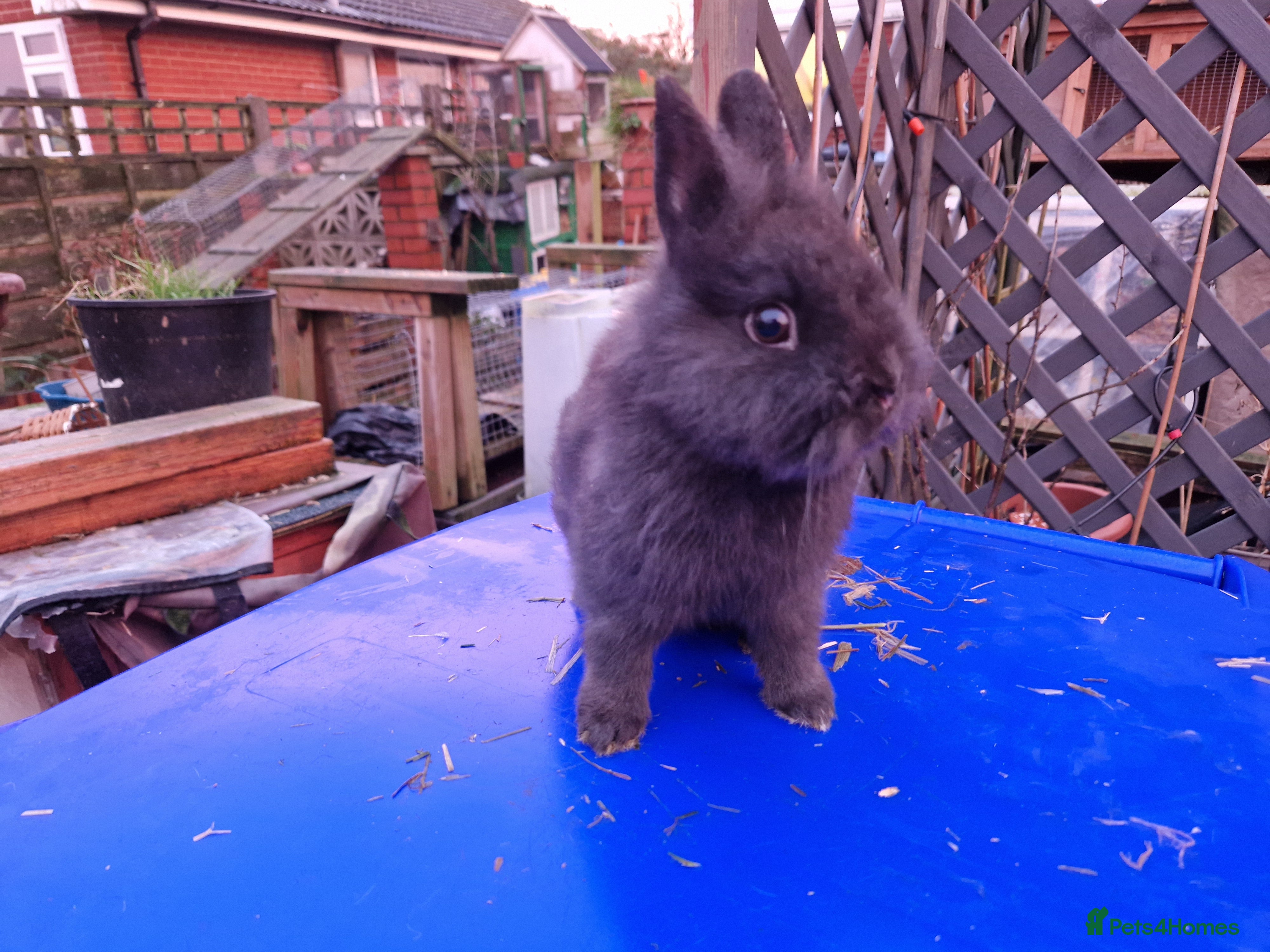 Mixed Breed rabbits Friendly, small, cute mixed breed bunnies  - Advert 2