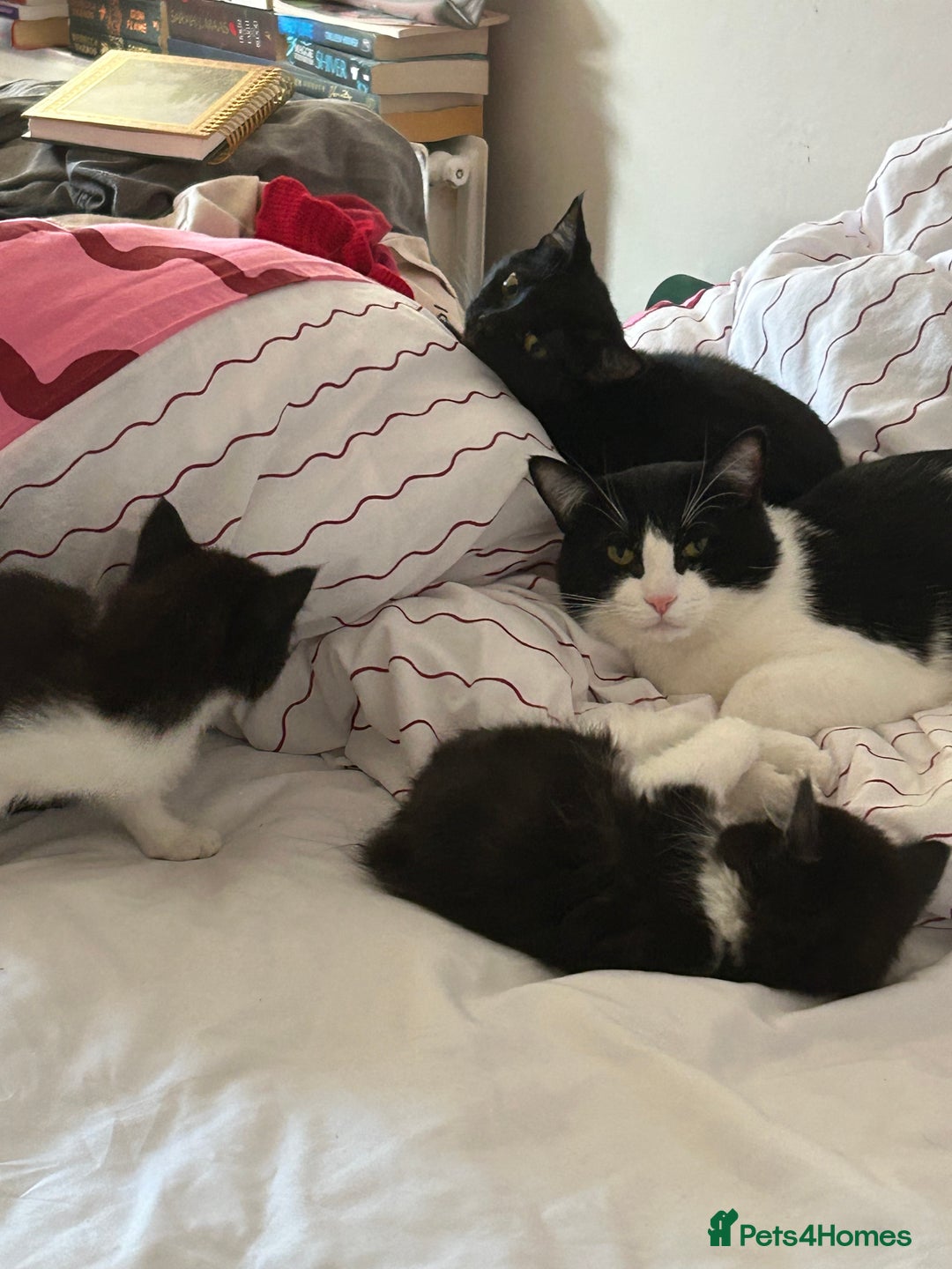 Mixed Breed cats for adoption: 2 kittens for adoption  - Advert 4