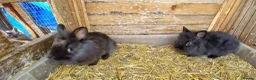 Lionhead rabbits for sale: Cute fluffy friendly lionhead babies-3boys 2girls  - Advert 10