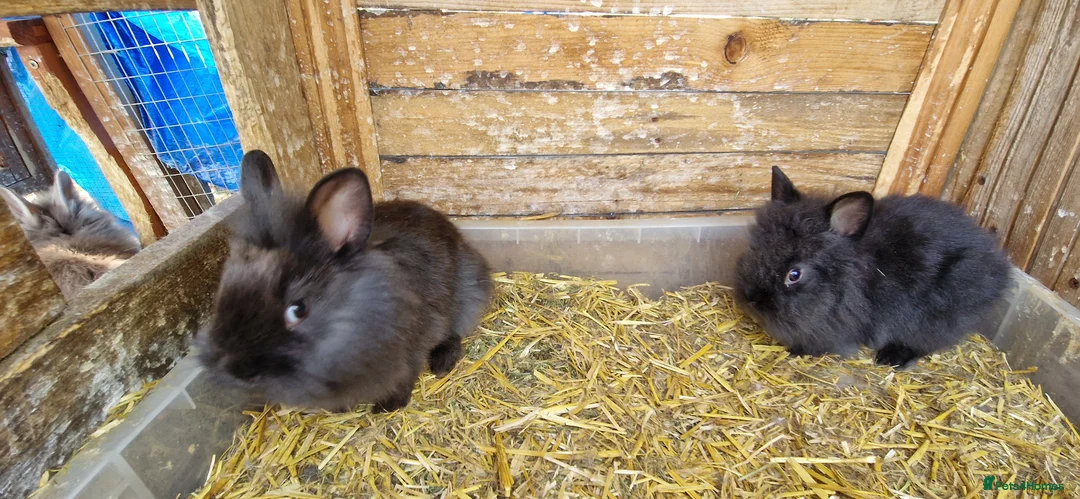 Lionhead rabbits for sale: Cute fluffy friendly lionhead babies-3boys 2girls  - Advert 10