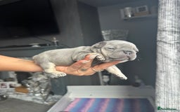 French Bulldog dogs for sale: 2 litters available from Natk9 clinic *JESUS PUPS* - Image 15