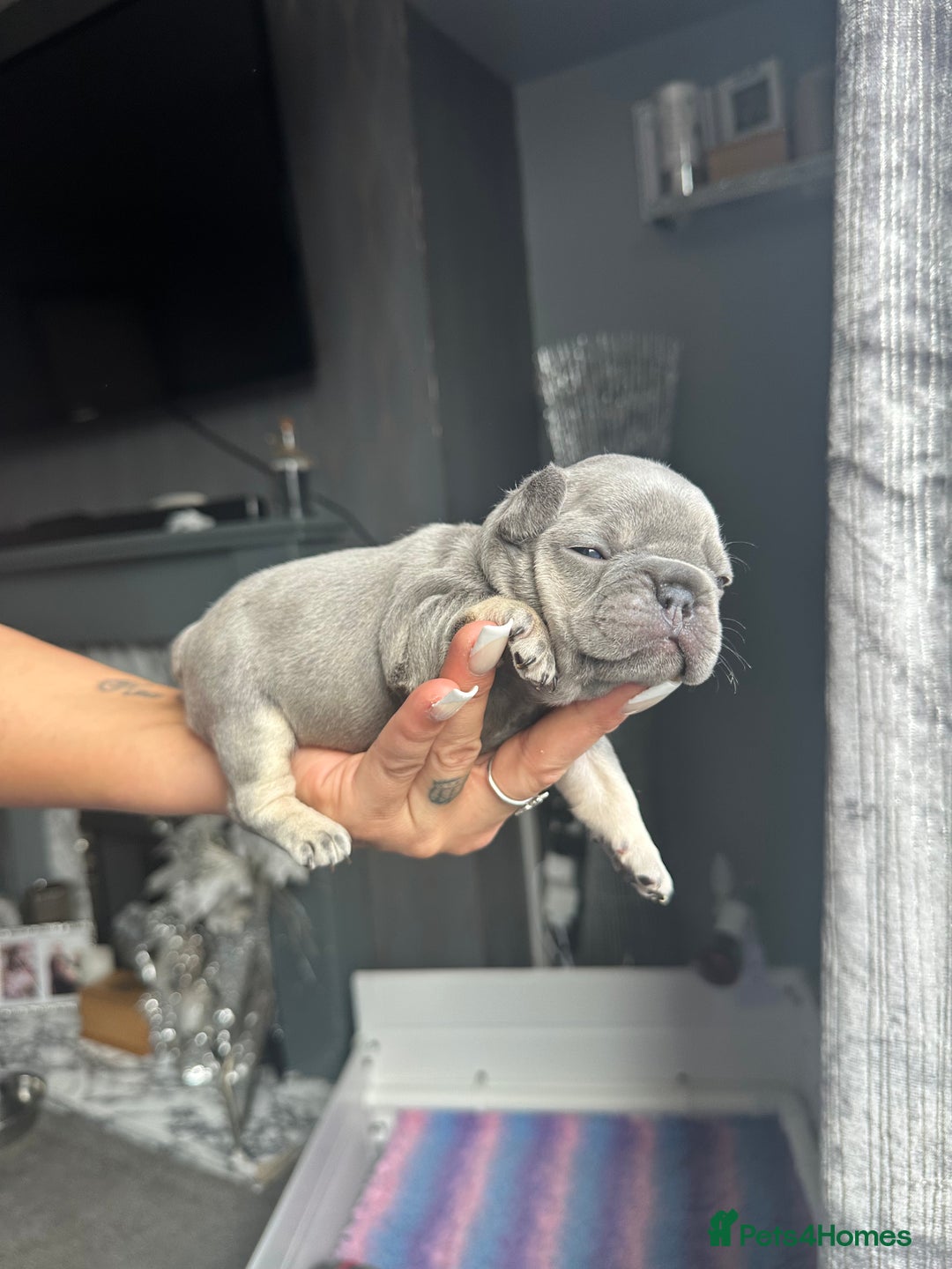 French Bulldog dogs for sale: 2 litters available from Natk9 clinic *JESUS PUPS* - Image 15