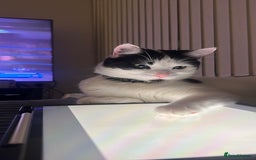 British Longhair cats for sale: Cuddly, playful male cat looking for a new home  - Image 18