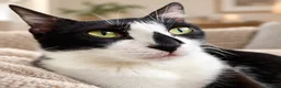 Mixed Breed cats for adoption: Gorgeous Rescue Girl Minnie  - Advert 4