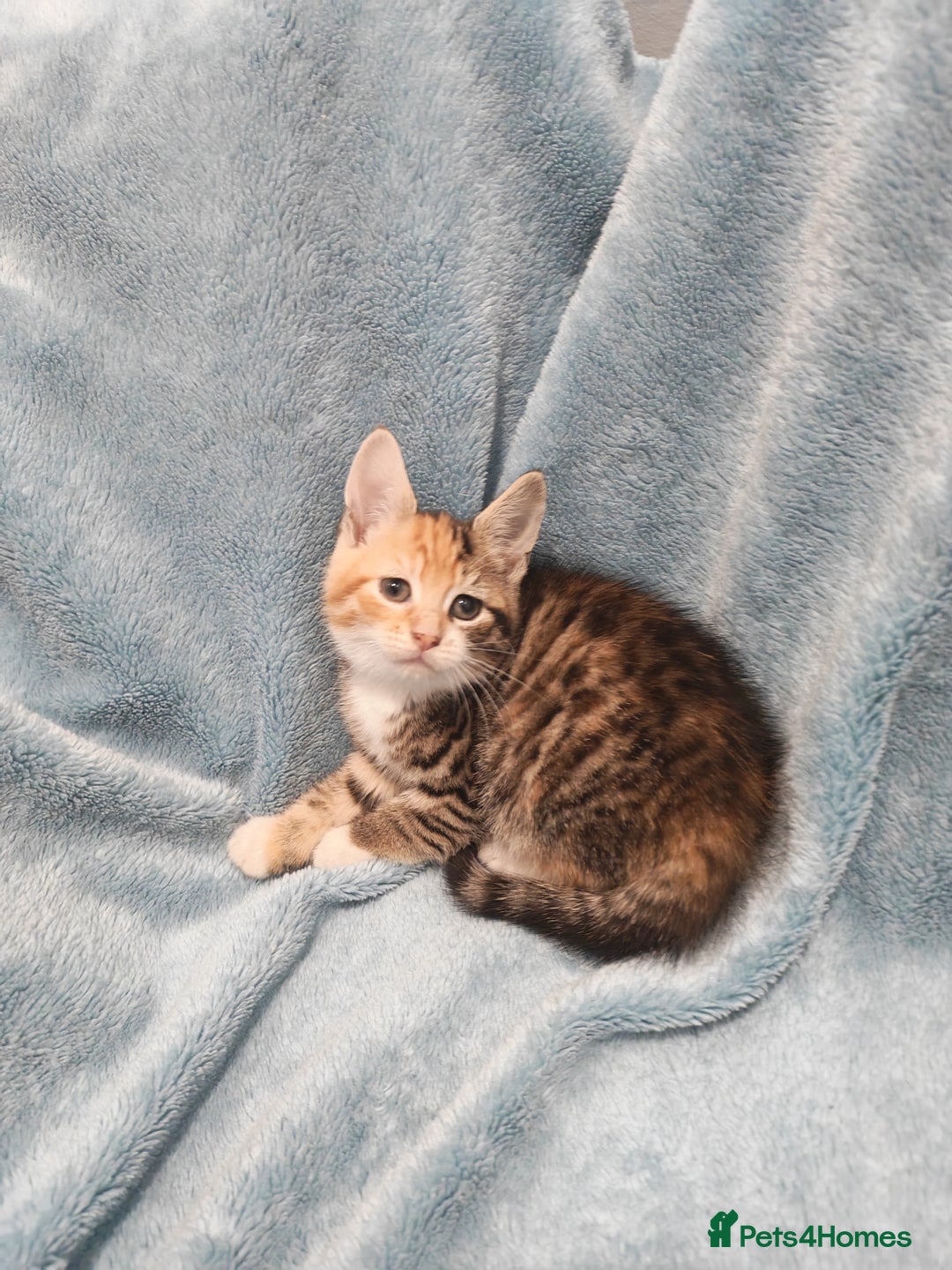 Mixed Breed cats for sale: Beautiful kittens VIDEOS - Advert 18