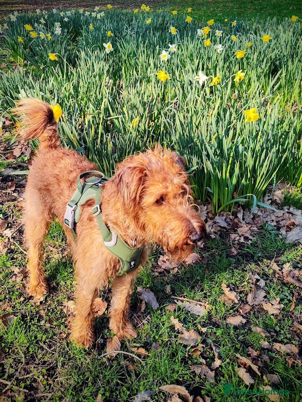 Wilf