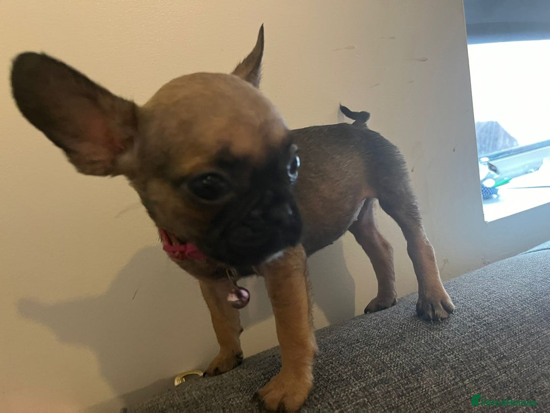 French Bulldog dogs for sale: French bulldog  - Image 2