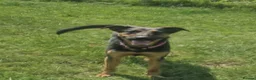 Mixed Breed dogs for adoption: AMELIA - 22 months old, Female, Mixed Breed in Eastbourne - Advert 3