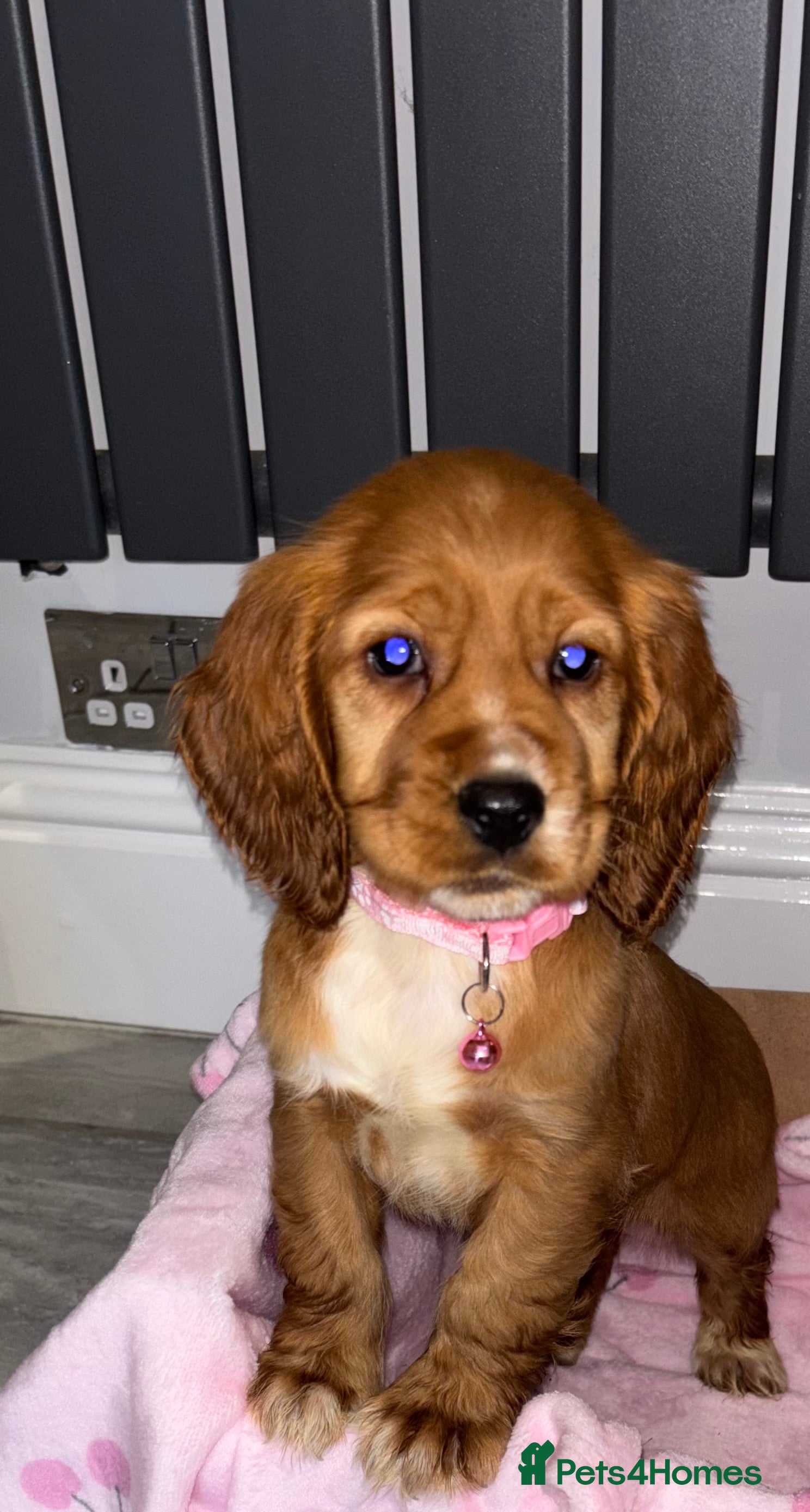 Cocker Spaniel dogs Lucy’s Amazing Puppy’s  - Advert 5